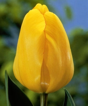 Лале Golden Apeldoorn